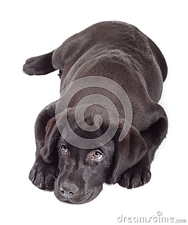 Labrador Retriever Puppies on Stock Image  Black Chocolate Labrador Retriever Puppy  Image  22403516