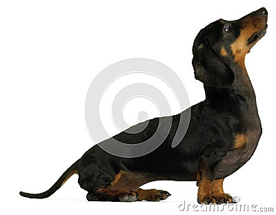 BLACK DACHSHUND SAUSAGE DOG PUPPY (click image to zoom)