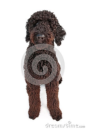 black goldendoodle puppy. BLACK GOLDEN DOODLE DOG (click