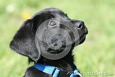 Black Labrador Puppies on Stock Image  Black Lab Puppy  Image  18308171