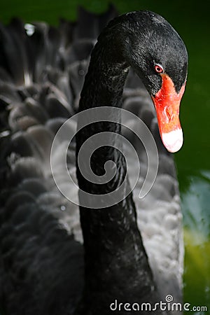 Image: Black swan Black swan on a