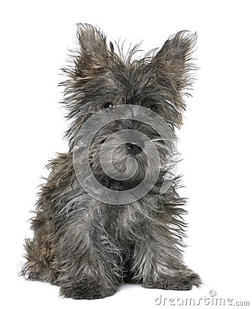 Yorkshire Terrier Puppies on Stock Image  Black Yorkshire Terrier Puppy Sitting  Image  10048066