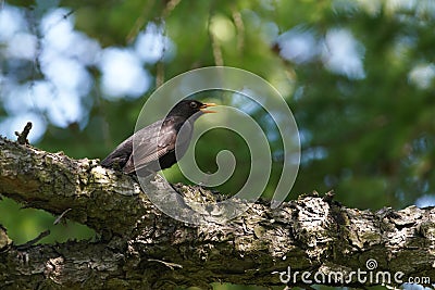 Blackbird Habitat