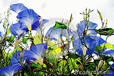 Blue Morning Glory Flower
