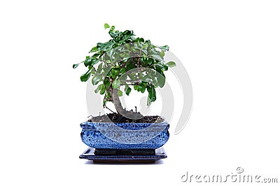 Bonsai Pots on Bonsai Tree In A Blue Pot Stock Photography   Image  6098572