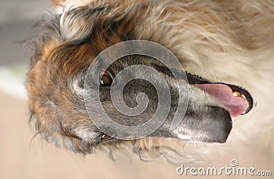 Russian Wolfhound Dog. Russian wolfhound.
