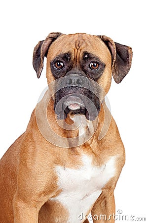 Stock Image: Boxer breed dog. Image: 14844581