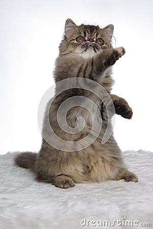 Cute Grey And White Kittens. A grey tabby persian boxing in