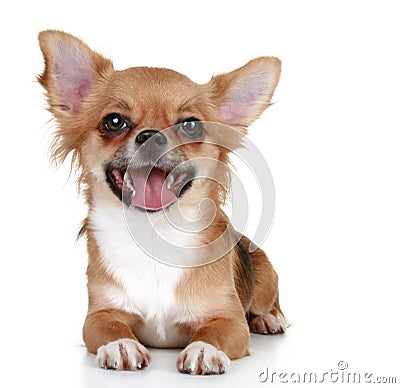 cute long haired chihuahua puppies. BROWN LONG-HAIRED CHIHUAHUA