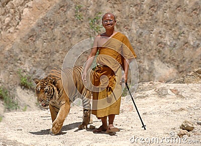 buddhist-monk-walking-with-bengal-tigerthailand-thumb16618262.jpg