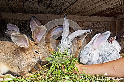 Bunnies Eating
