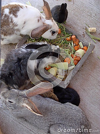 Bunnies Eating