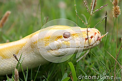 Stock Photography: Burmese Python Snake. Image: 7517982
