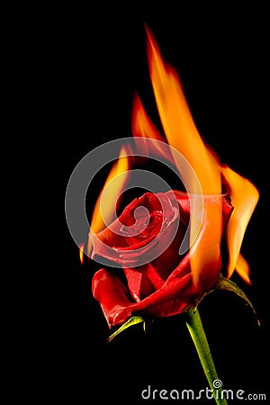 royalty free stock photo burning love image 7628455 burning love 300x450
