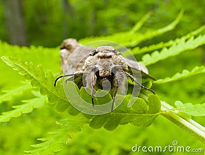 Stock Photo: Butterfly Hawk Moth 17. Image: 8374310