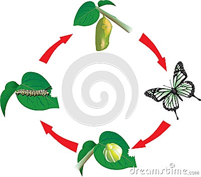 metamorphosis of a butterfly. BUTTERFLY LIFE CYCLE (click