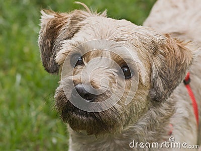 Stock Photo: Cairn terrier mixed breed dog outdoors. Im