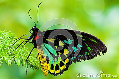 http://www.dreamstime.com/cairns-birdwing-butterfly-thumb14826273.jpg