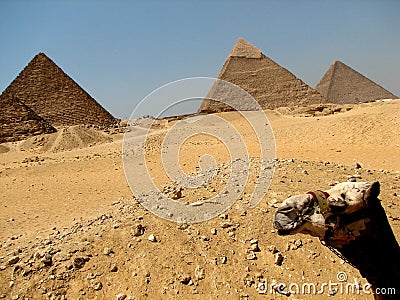 Camel and Pyramids