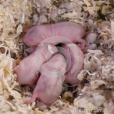 dwarf hamster babies