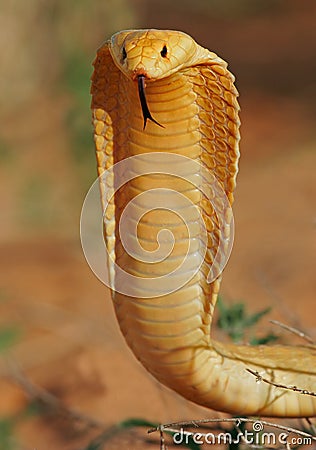 cape cobra character