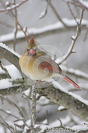 Cardinal Bird Snow on Sign Up And Download This Cardinal In Snow Image For As Low As  0 20
