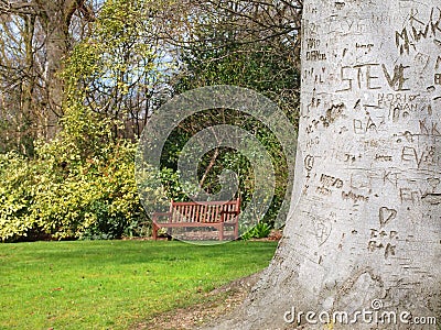 CARVED TREE BARK (click image