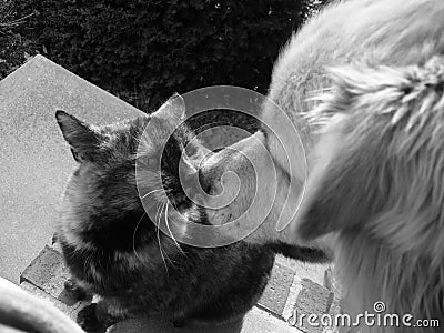 wallpaper cat and dog. cats, dogs kissing Ecards