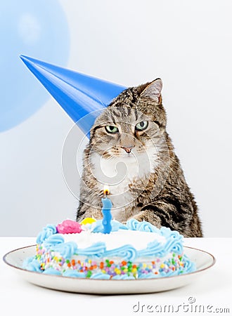 Birthday Cakes Images on Cat Birthday Party Stock Photos   Image  8552033