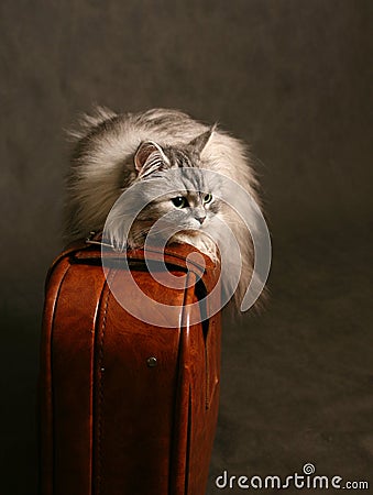 CAT ON A SUITCASE The image the cat