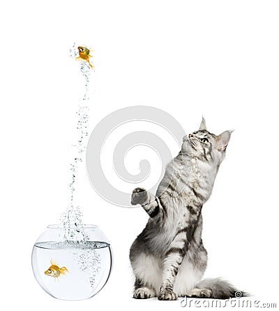goldfish bowl and cat. CAT WATCHING GOLDFISH LEAPING OUT OF GOLDFISH BOWL (click image to zoom)