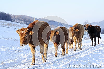 cattle-thumb12187722.jpg