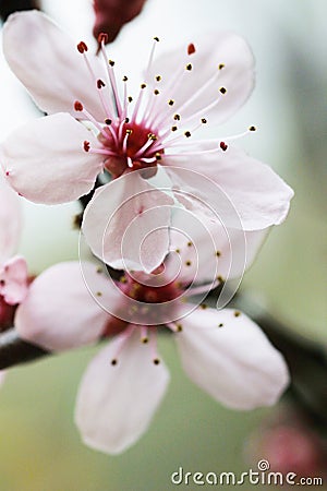 Cherry Flower