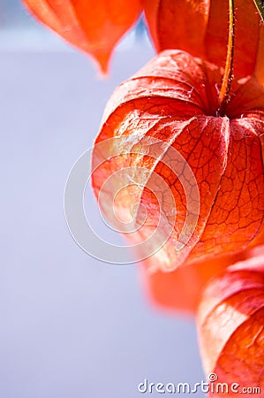chinese lantern lily
