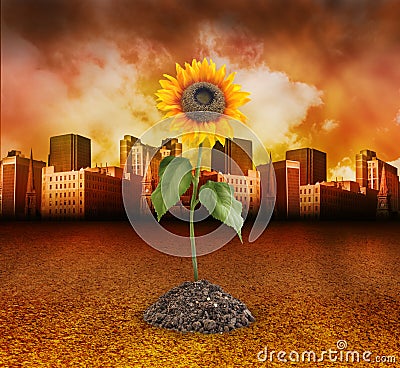 CITY DESTRUCTION WITH NATURE SUNFLOWER GROWING