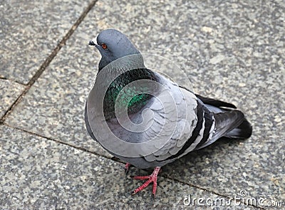 city-pigeon-thumb14501859.jpg