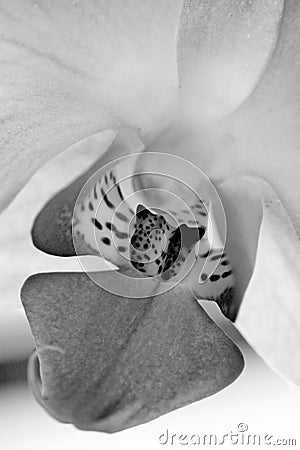 Black And White Orchid Pictures. BLACK AND WHITE ORCHID