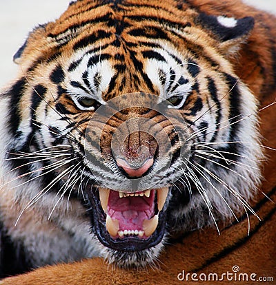 Tiger Face Vector. CLOSE UP OF A TIGER'S FACE