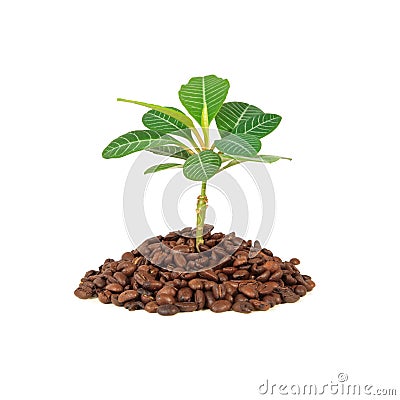 [Obrazek: coffee-plant-thumb13746504.jpg]