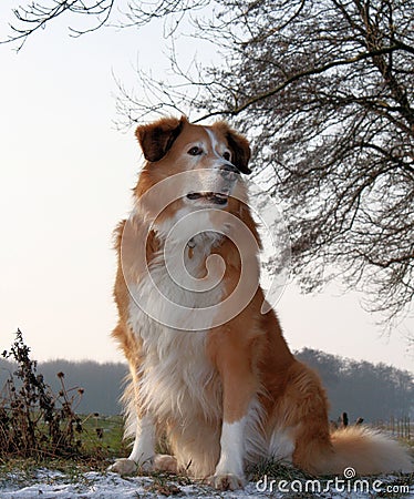 a lassie- is lassie dog