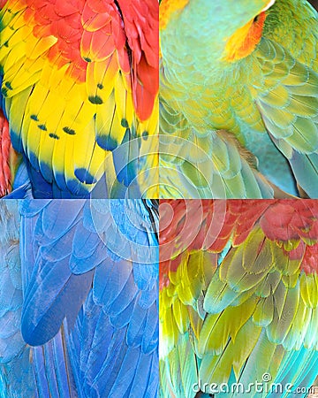 Colorful Birds Pictures on Colorful Bird Feathers Collection Pattern Texture