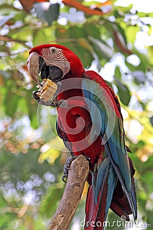 Colorful Birds Pictures on Royalty Free Stock Photo  Colorful Macaw Bird  Image  26354305