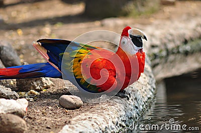 Colorful Birds Pictures on Stock Photography  Colorful Parrot Bird  Image  23698682