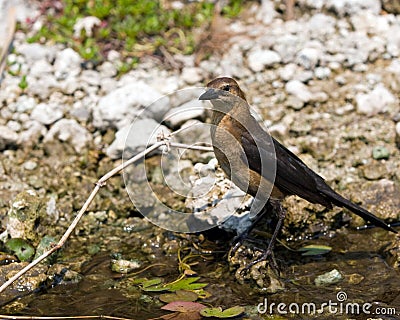 common grackle bird. hot common grackle bird.