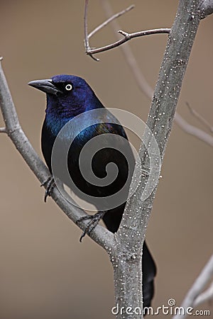common grackle. COMMON GRACKLE ON BRANCH