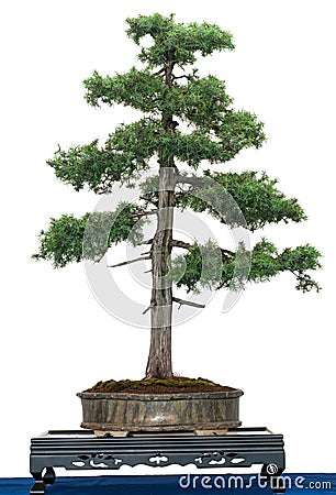 Juniper Bonsai on Common Juniper  Juniperus Communis  As Bonsai Tree Stock Photo   Image