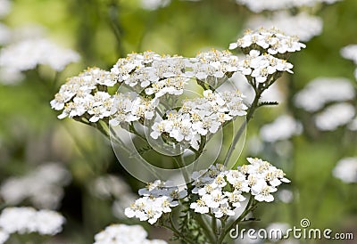 Commonyarrow Flowers on Common Yarrow Stock Photo   Image  13371550