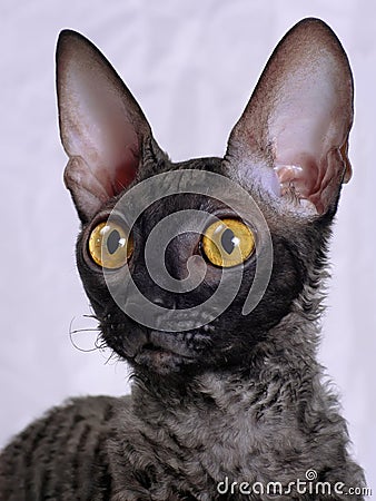 Royalty Free Stock Photography: Cornish Rex cat