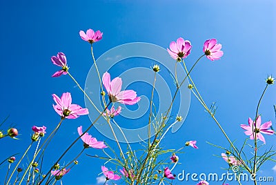 Cosmos Flowers on Cosmos Flowers Royalty Free Stock Photo   Image  16449505