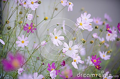 Cosmos Flowers on Cosmos Flowers Stock Photography   Image  18967532